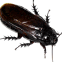 click here for pest management services