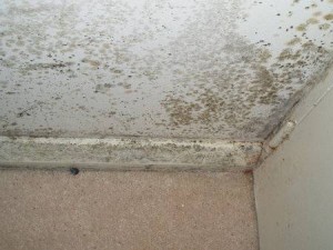 mould removal on ceiling 