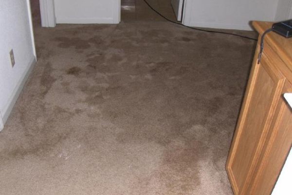 Water Damage on Carpet | All Aces Services