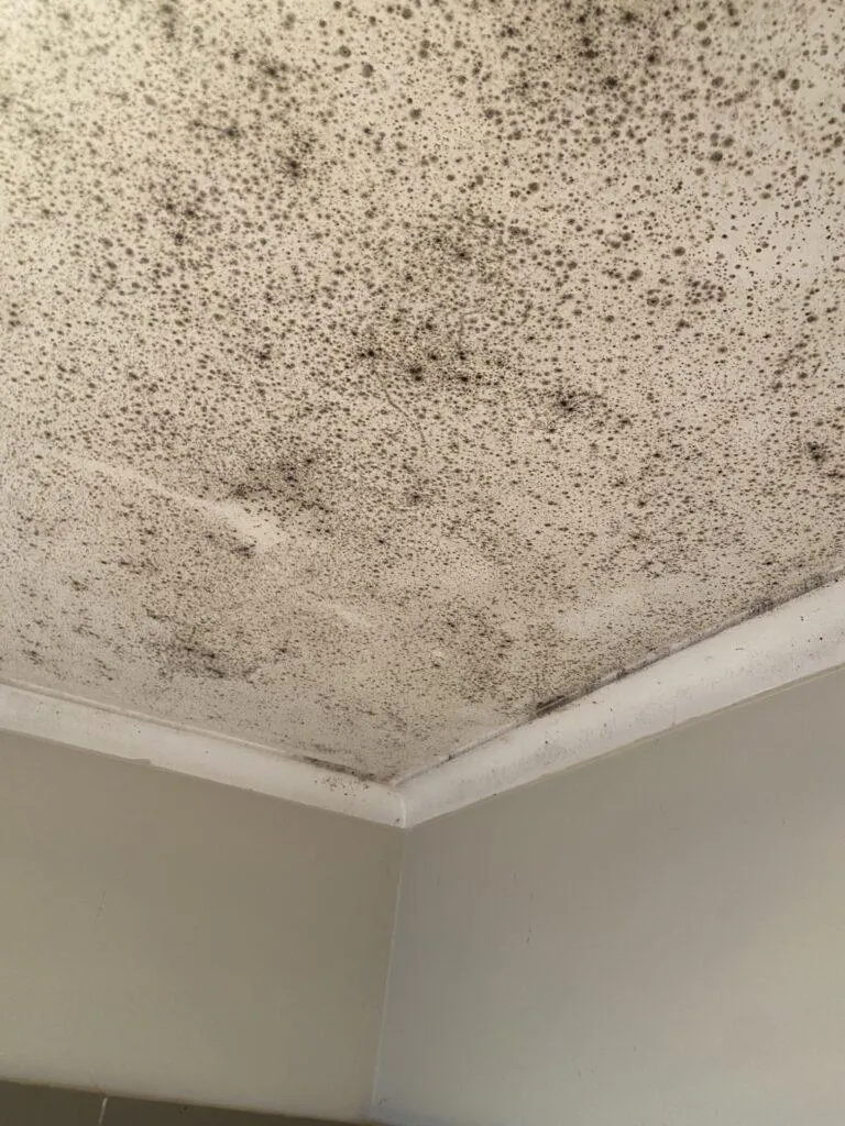 Safe Mould cleaning