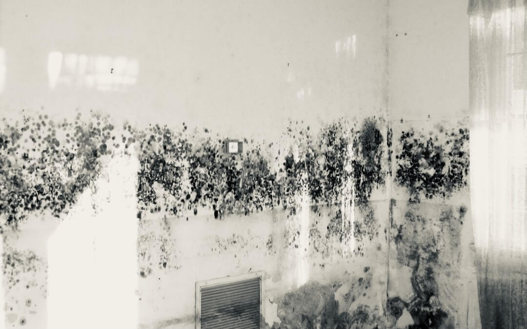 Black Mould in Rental Properties QLD: Tenant vs. Landlord Risk Responsibility 1 Mould in Rental Properties QLD