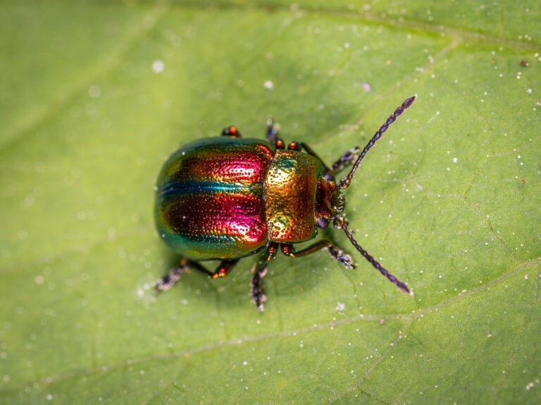 Beetles - cleaning and restoration