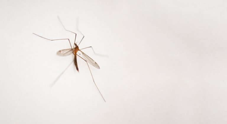 mosquitoes control - cleaning and restoration