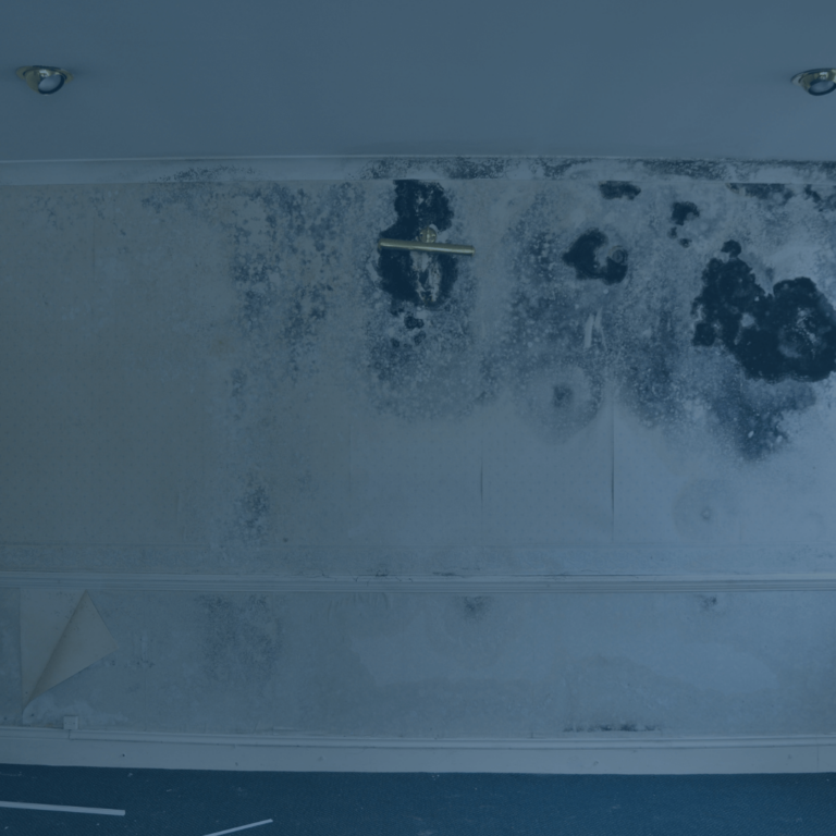 black mould removal