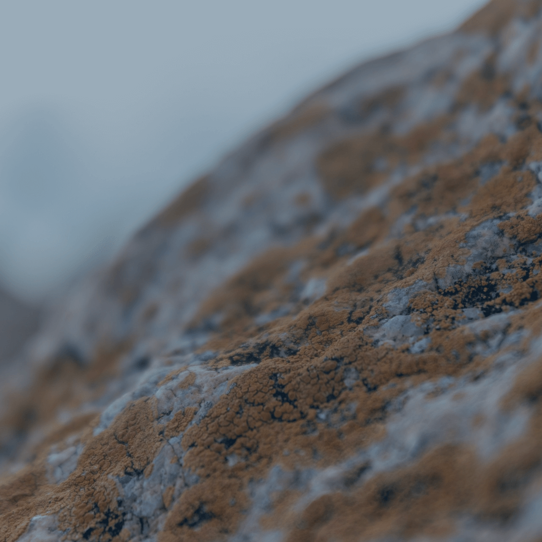 How to Spot & Remove Orange Mould in your Property