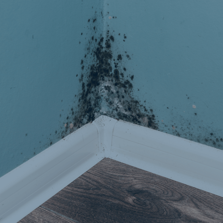 professional mould remediation