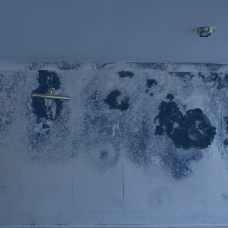 mould cleaner sydney