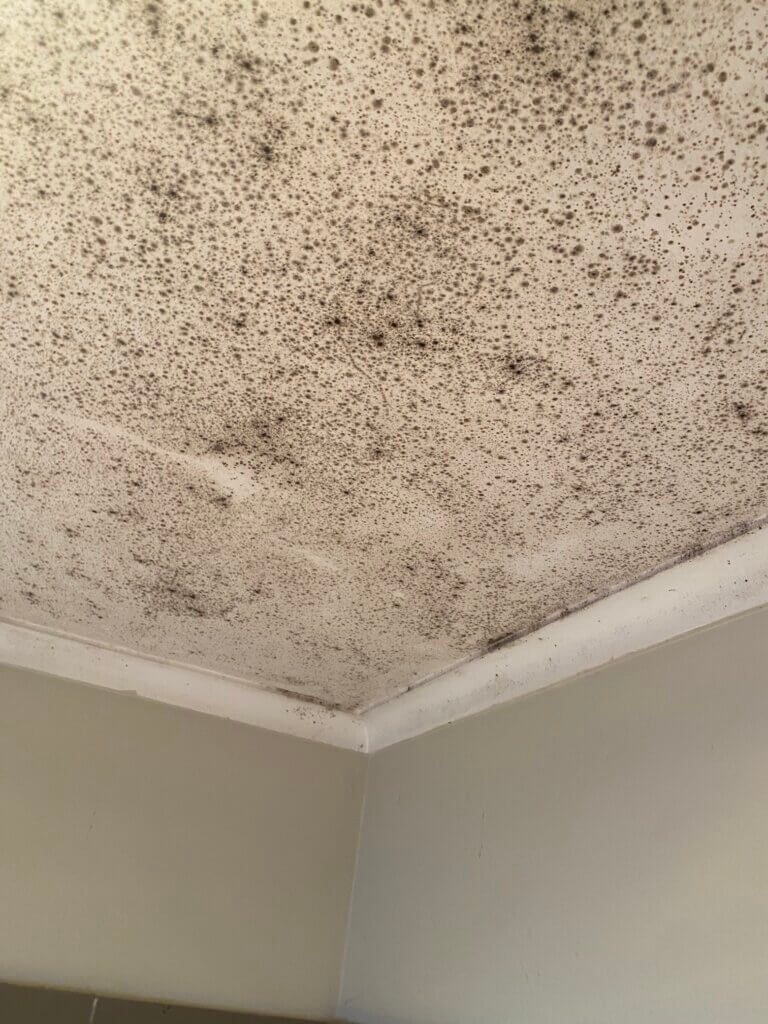 mould on ceiling 