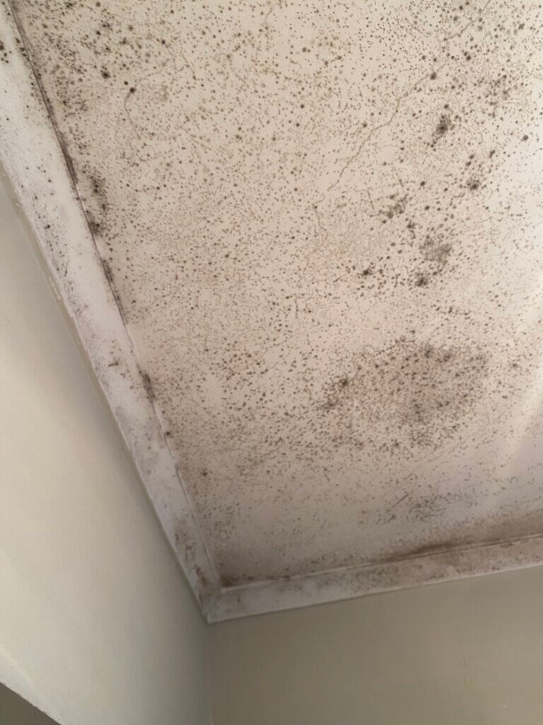 mould on ceiling 