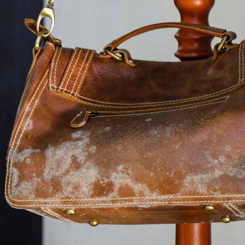 Mould on leather bags