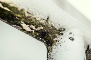 Mould removal cleaning