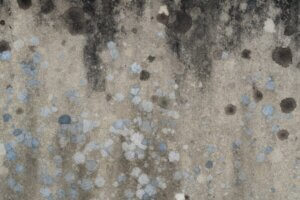 mould cleaning company image