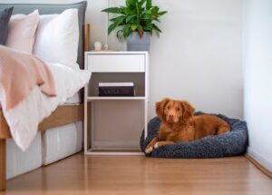 Pet odour removal