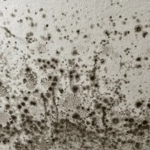 Squalor Cleaning Services 9 mould removal