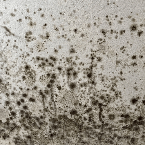 mould removal