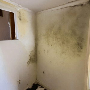mould cleaning
