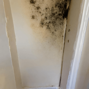 Mould removal services