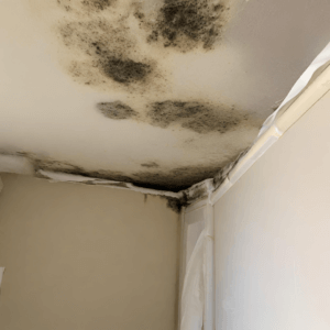 Mould removal services