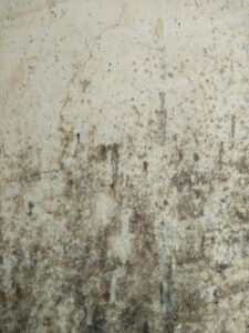 mould remediation services
