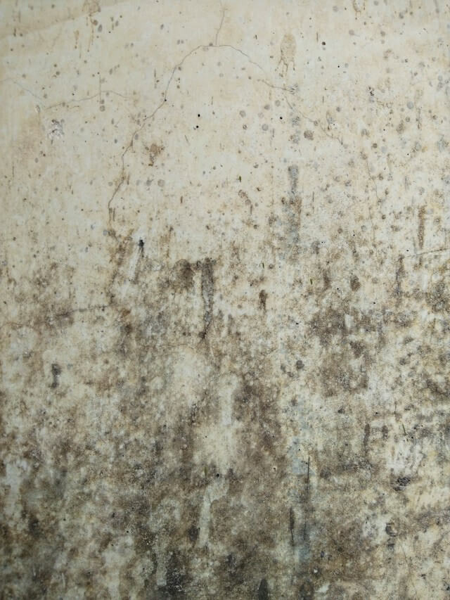 mould remediation services