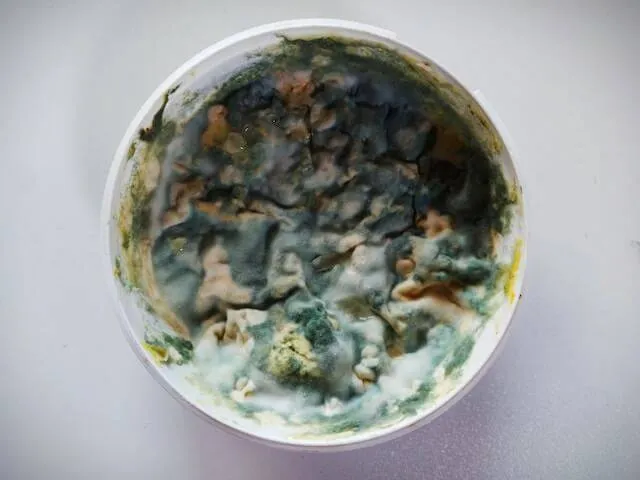 Mould cleaning services