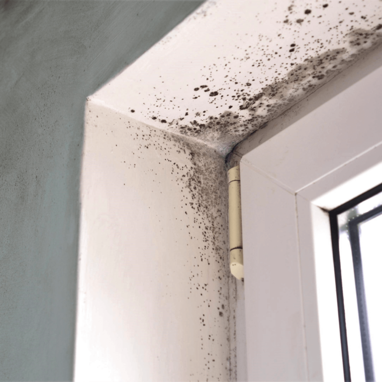 mould cleaning services