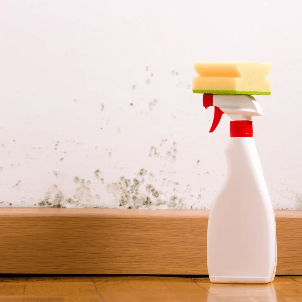 mould cleaning services