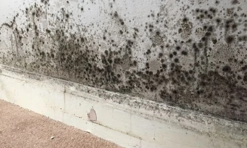 Mould Remediation