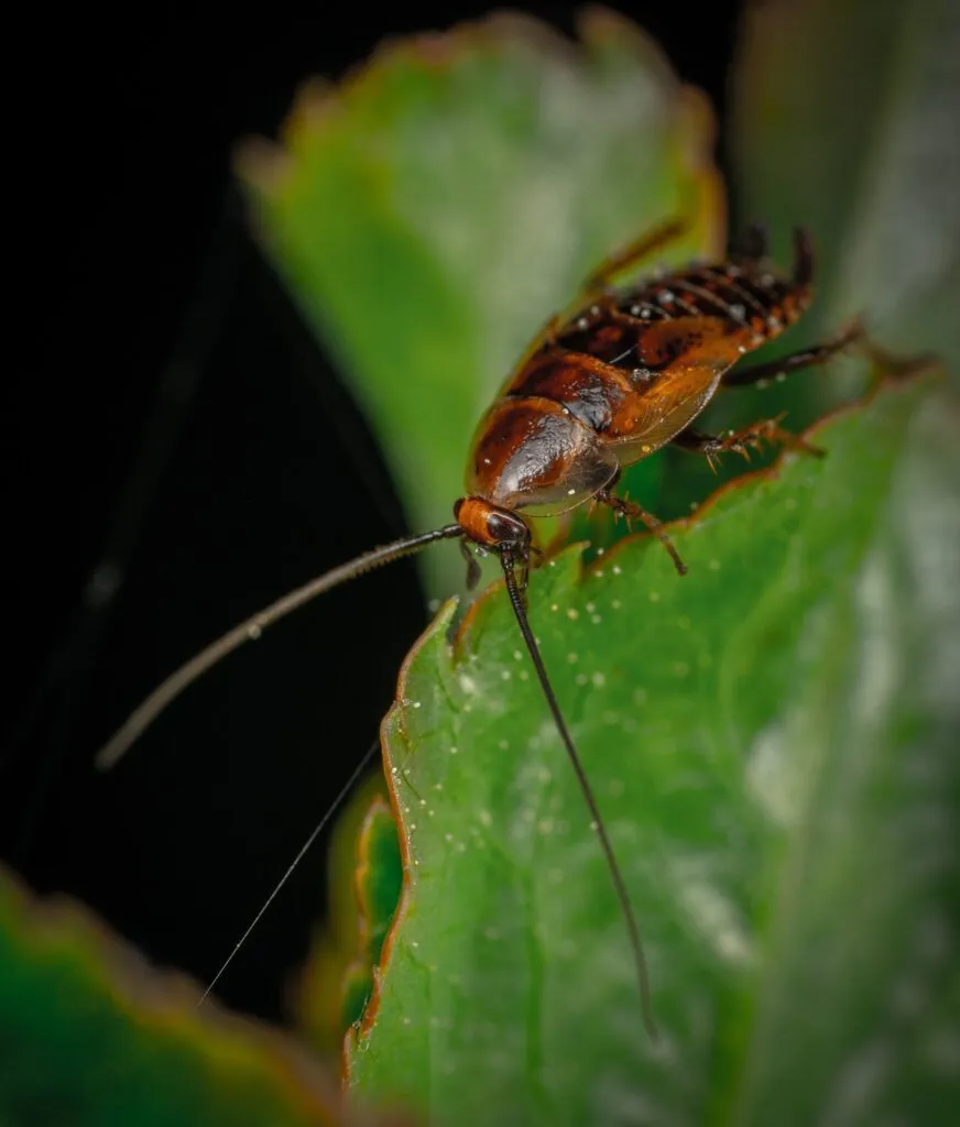 Cockroach infestation treated as part of AllAces biohazard cleaning services.