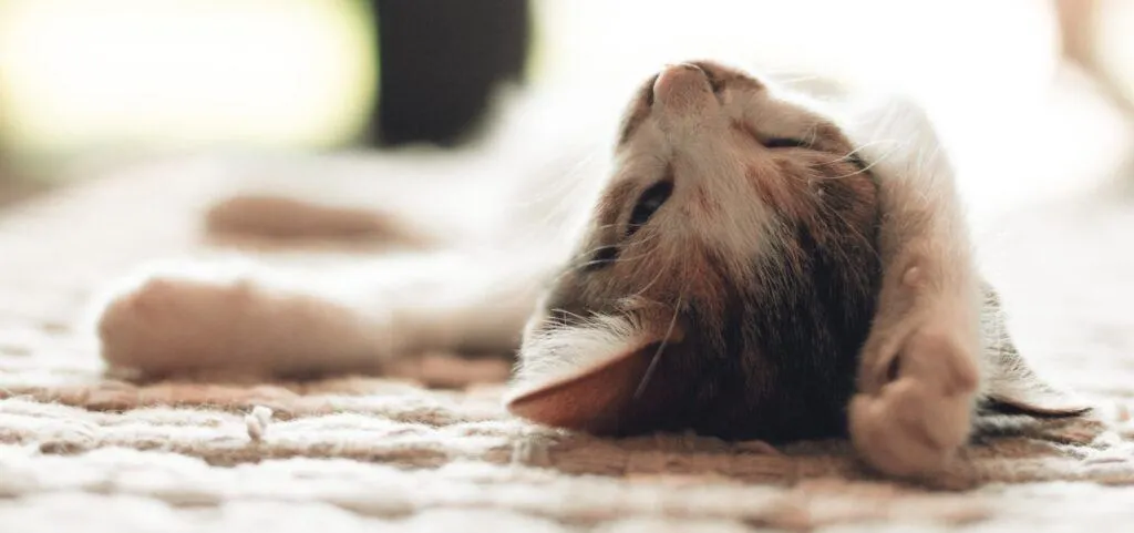 Pet urine stain being treated on a carpet.
