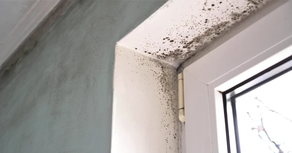 mould removal sydney