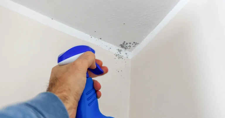 mould remediation