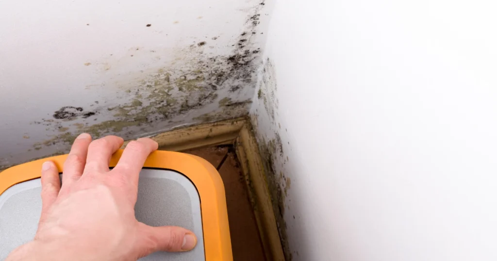 mould removal sydney