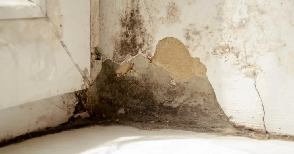 mould removal Melbourne