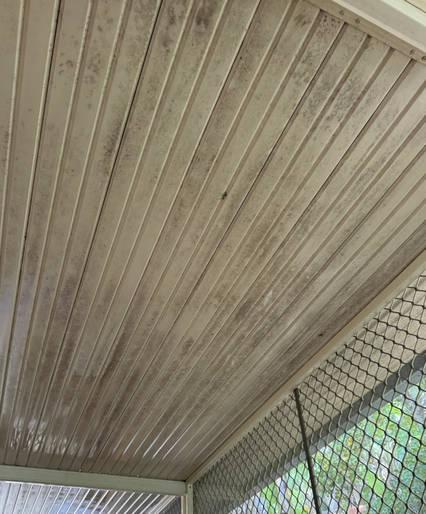 Before AllAces Mould Removal. Mould on the ceiling of the patio inside.