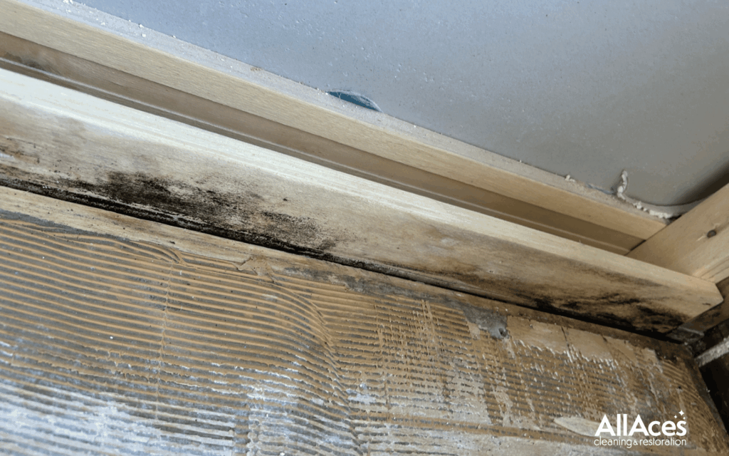 Residential Mould Remediation 1