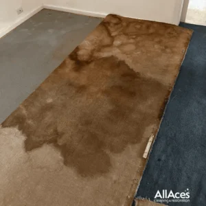 Deep Seated Pet Urine Requiring Odour Removal