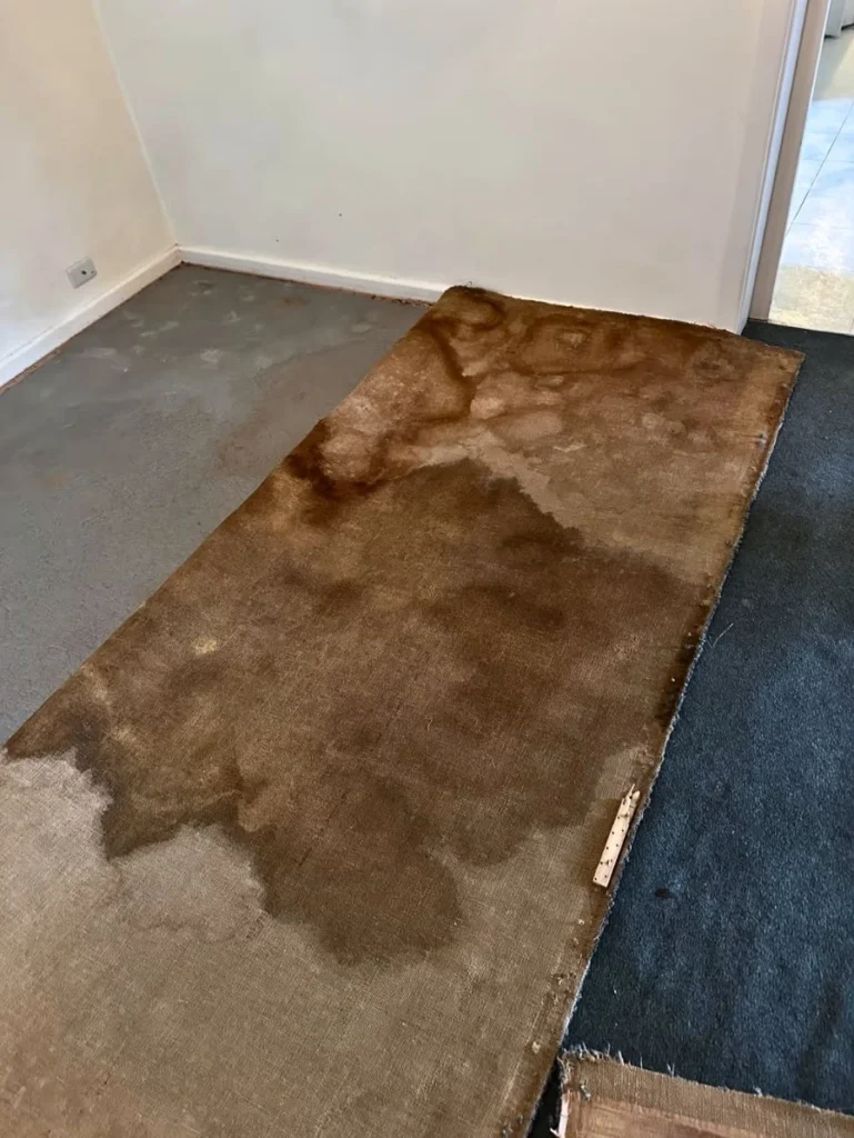 Water damage restoration work showing heavily stained, water-damaged carpet padding pulled back from a concrete floor.