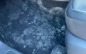 Mould removal cost in Brisbane: humid-climate mould on a wall